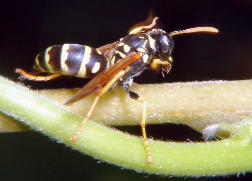 Polistes gallicus